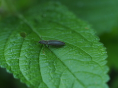 Agriotes pilosellus