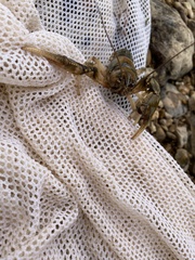 Cambarus girardianus