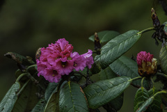 Rhododendron kesangiae