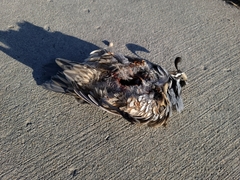 Callipepla californica