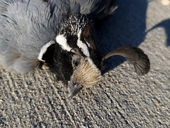 Callipepla californica