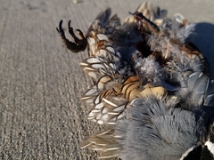 Callipepla californica