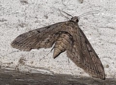 Parapoynx crisonalis