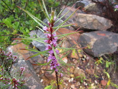 Agathosma pungens
