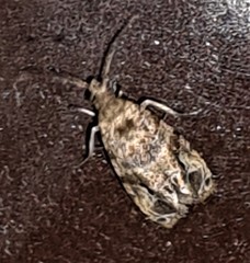 Lobesia transtrifera