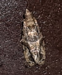 Lobesia transtrifera