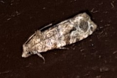 Lobesia transtrifera