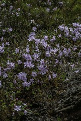 Rhododendron virgatum