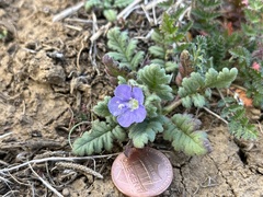 Phacelia ciliata