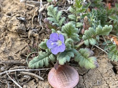Phacelia ciliata