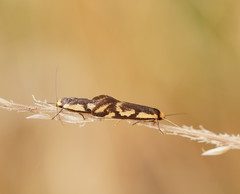 Palimmeces poecilella