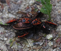 Carabus ulrichii