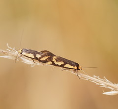 Palimmeces poecilella