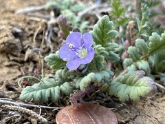 Phacelia ciliata