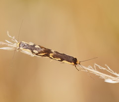 Palimmeces poecilella