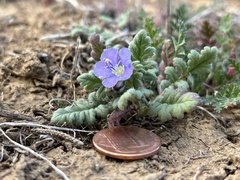 Phacelia ciliata