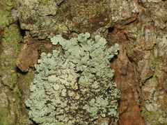 Hypotrachyna showmanii