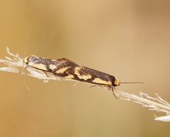 Palimmeces poecilella