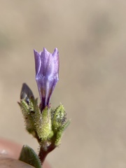 Gilia sinuata