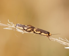 Palimmeces poecilella