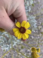 Helianthus niveus