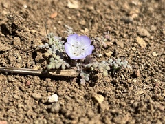 Phacelia douglasii