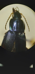 Poecilus lucublandus