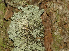 Hypotrachyna showmanii