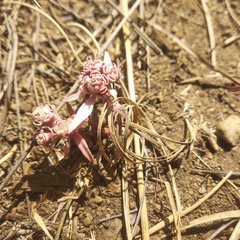 Euphorbia radians