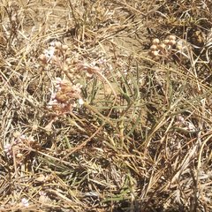 Asclepias senecionifolia