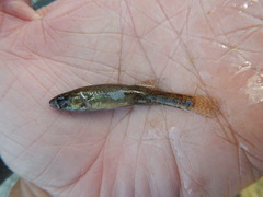 Etheostoma gracile