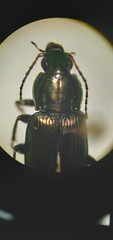 Poecilus chalcites