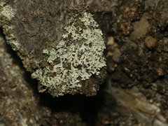 Imshaugia placorodia