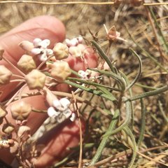 Asclepias senecionifolia
