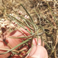 Asclepias senecionifolia