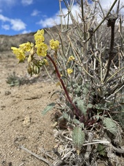 Chylismia claviformis lancifolia