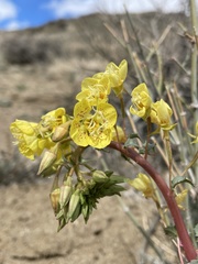 Chylismia claviformis lancifolia