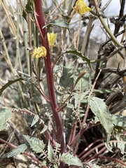 Chylismia claviformis lancifolia