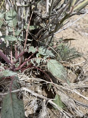Chylismia claviformis lancifolia