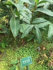 Alpinia koshunensis