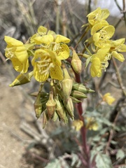 Chylismia claviformis lancifolia