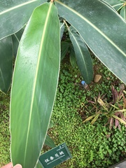 Alpinia koshunensis