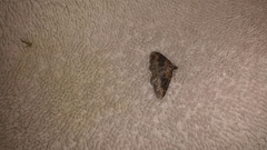 Xanthorhoe ferrugata