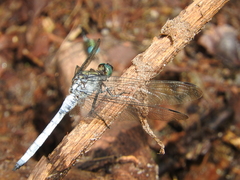 Orthetrum austeni