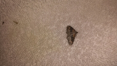 Xanthorhoe ferrugata