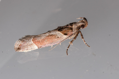 Pseudochelaria scabrella