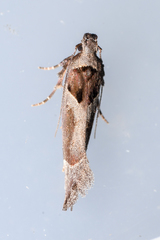 Pseudochelaria scabrella
