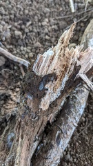 Gloiosphaera