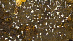 Gloiosphaera