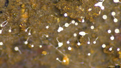 Gloiosphaera